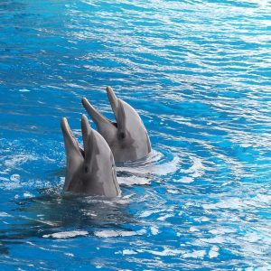 dolphin, dolphins, cetacean, marine mammal, dolphin basin, dolphinarium, duo, couple, together, swim, dolphin, dolphin, dolphin, dolphin, dolphin, dolphins, dolphins