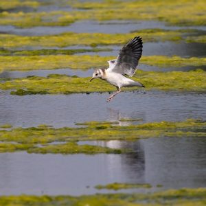 black-headed gull, bird, seabird, animal, gull, seagull, wildlife, flying, wings, feathers, plumage, water, lake, nature, black-headed gull, seabird, seabird, seabird, seagull, seagull, seagull, seagull, seagull, nature, nature, nature