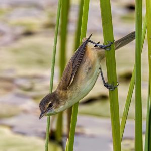 bird, reeds, lake, water, pond, lily, wildlife, nature