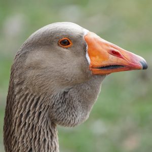 greylag goose, goose, nature, bird, geese, water bird, pond, lake
